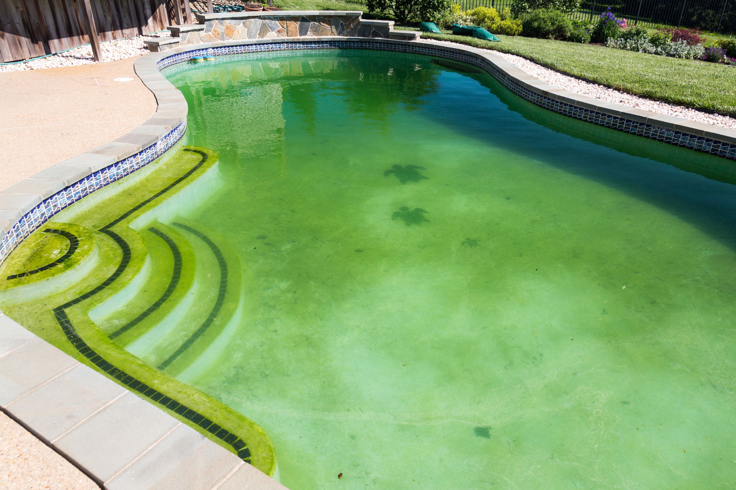 backyard pool with green-tinted water requiring pool care